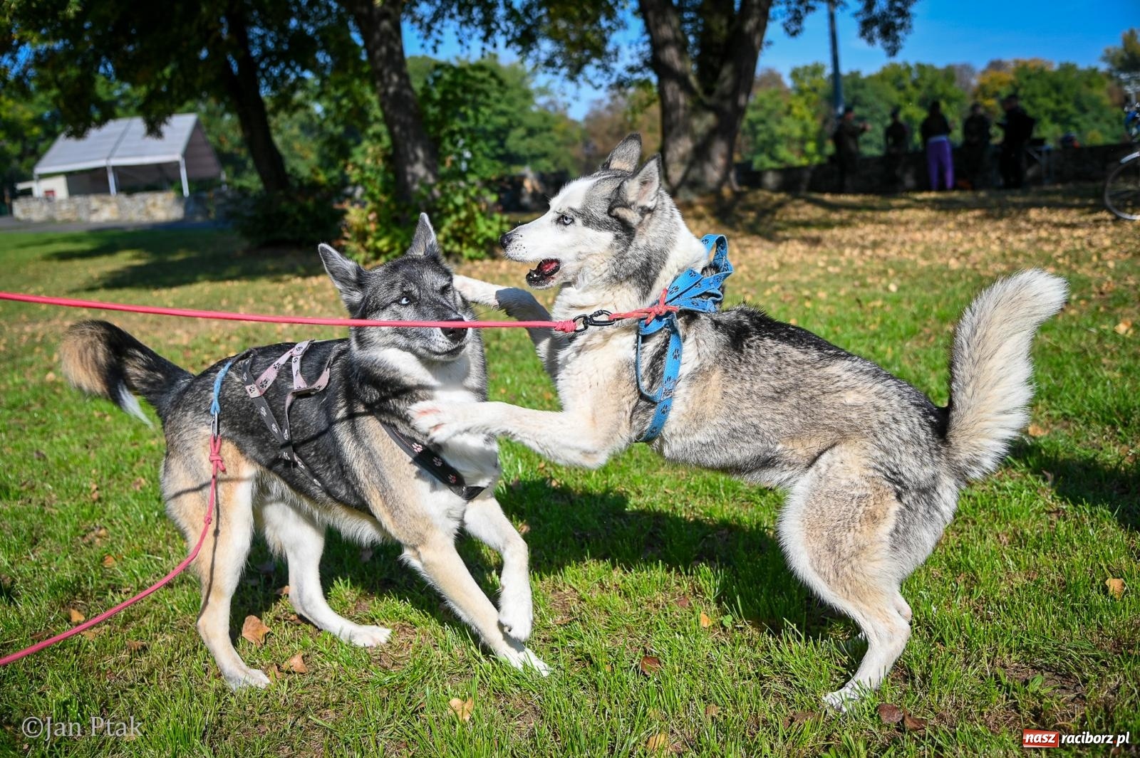 Zdjęcie w galerii na portalu naszraciborz.pl: ZOO-MAR Dogtrekking Racibórz 2026. Sportowa rywalizacja i pomoc dla bezdomnych zwierząt wiadomości z regionu