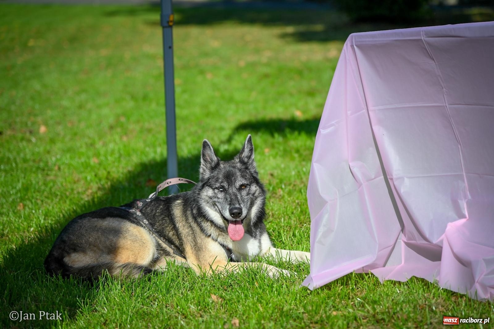 Zdjęcie w galerii na portalu naszraciborz.pl: ZOO-MAR Dogtrekking Racibórz 2026. Sportowa rywalizacja i pomoc dla bezdomnych zwierząt wiadomości z regionu