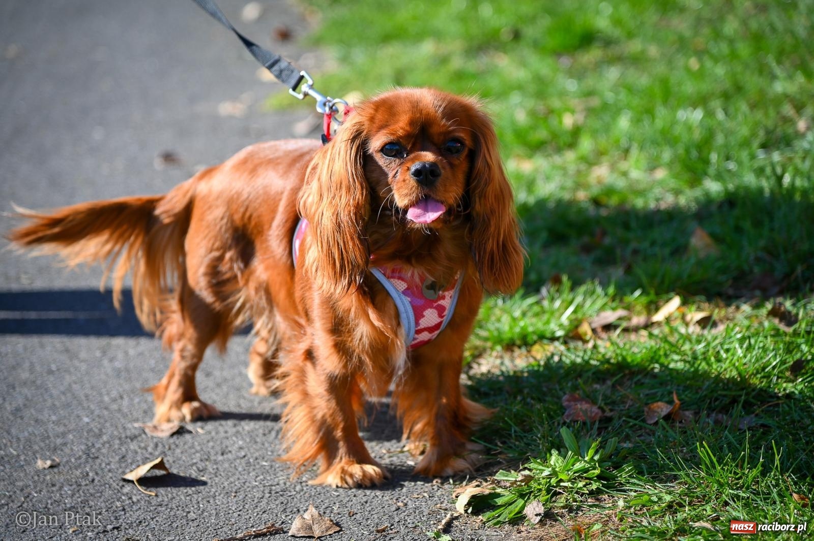 Zdjęcie w galerii na portalu naszraciborz.pl: ZOO-MAR Dogtrekking Racibórz 2026. Sportowa rywalizacja i pomoc dla bezdomnych zwierząt wiadomości z regionu