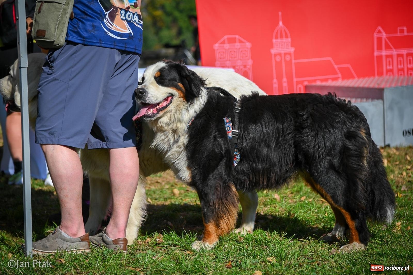 Zdjęcie w galerii na portalu naszraciborz.pl: ZOO-MAR Dogtrekking Racibórz 2026. Sportowa rywalizacja i pomoc dla bezdomnych zwierząt wiadomości z regionu