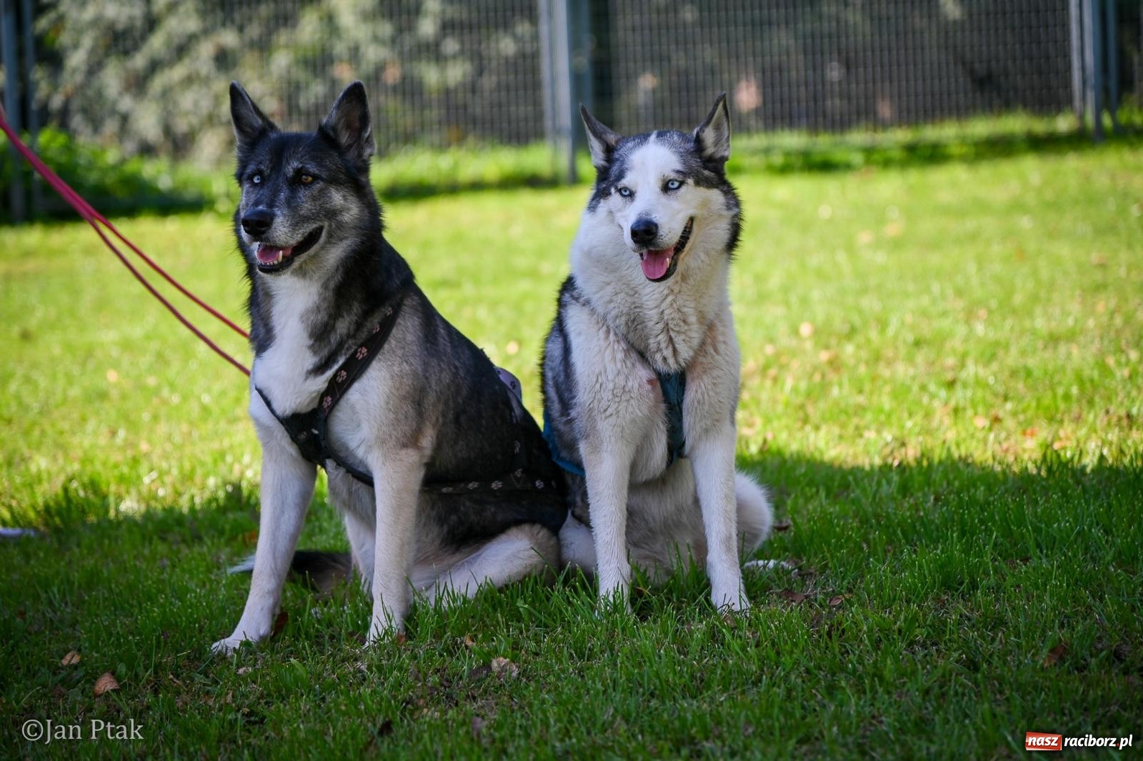 Zdjęcie w galerii na portalu naszraciborz.pl: ZOO-MAR Dogtrekking Racibórz 2026. Sportowa rywalizacja i pomoc dla bezdomnych zwierząt wiadomości z regionu