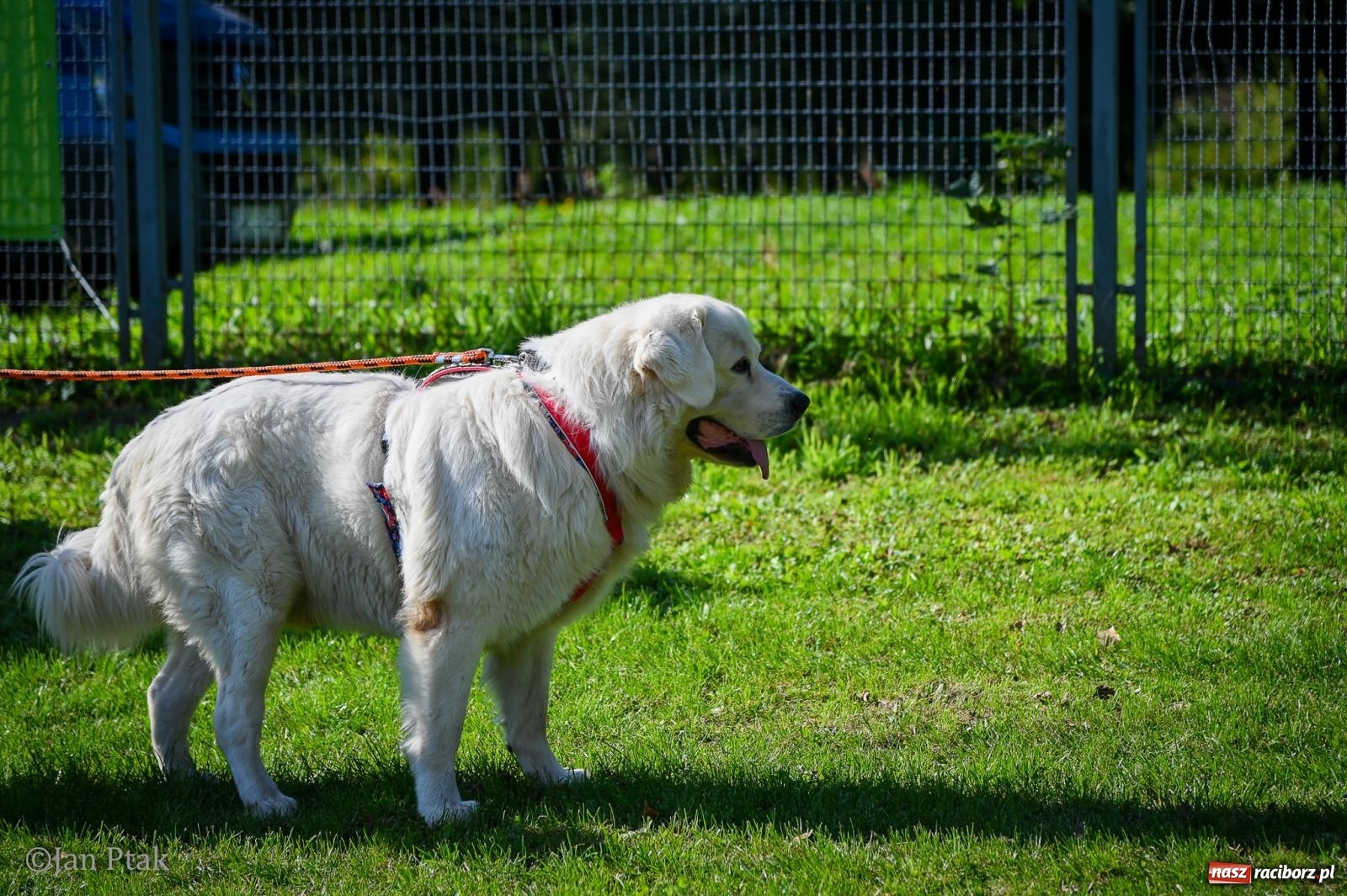Zdjęcie w galerii na portalu naszraciborz.pl: ZOO-MAR Dogtrekking Racibórz 2026. Sportowa rywalizacja i pomoc dla bezdomnych zwierząt wiadomości z regionu