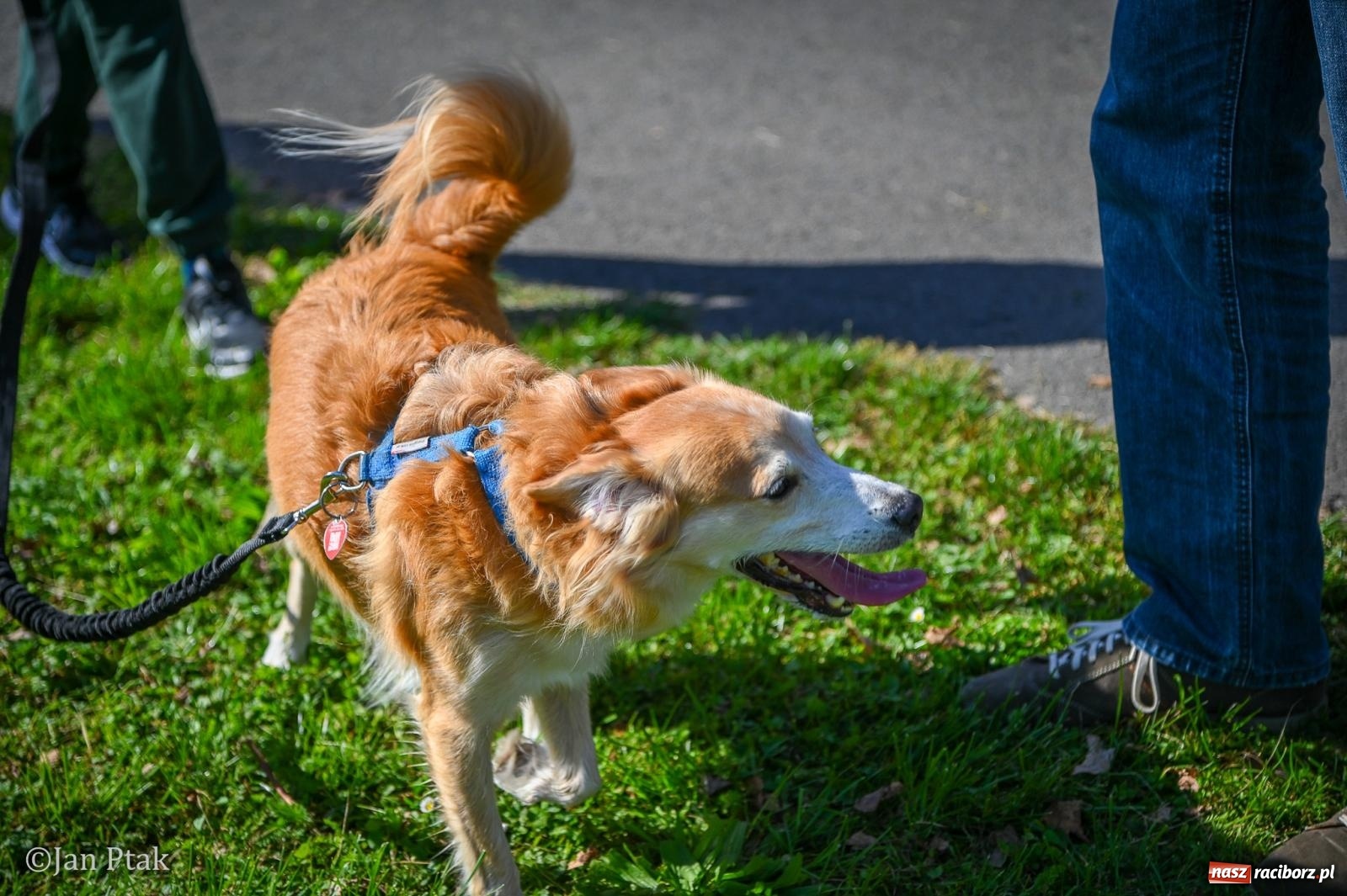 Zdjęcie w galerii na portalu naszraciborz.pl: ZOO-MAR Dogtrekking Racibórz 2026. Sportowa rywalizacja i pomoc dla bezdomnych zwierząt wiadomości z regionu