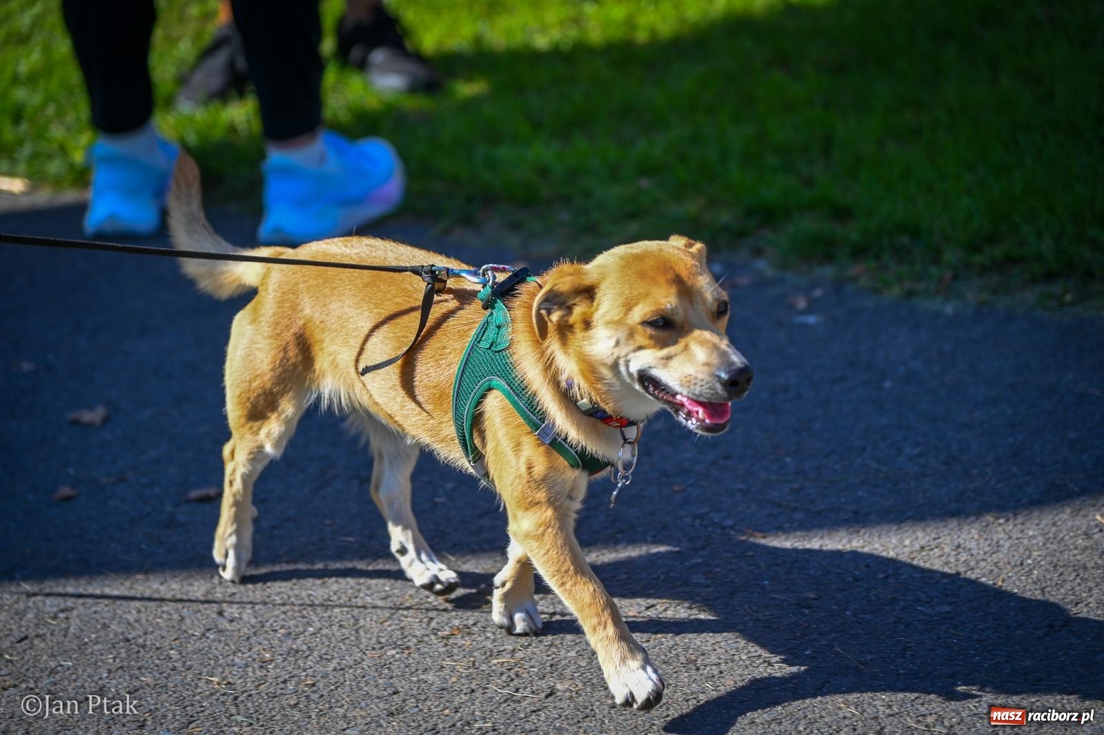 Zdjęcie w galerii na portalu naszraciborz.pl: ZOO-MAR Dogtrekking Racibórz 2026. Sportowa rywalizacja i pomoc dla bezdomnych zwierząt wiadomości z regionu