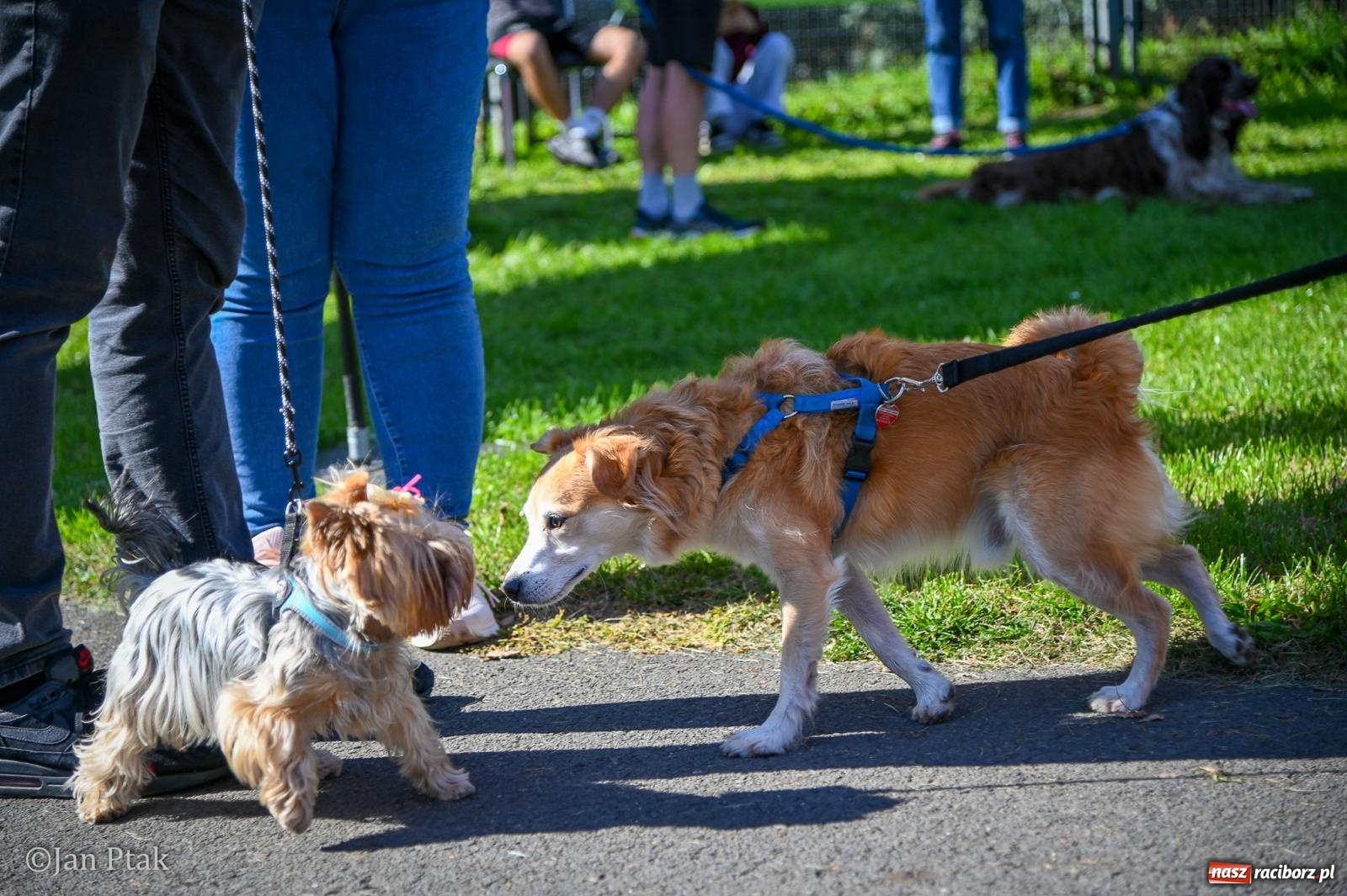 Zdjęcie w galerii na portalu naszraciborz.pl: ZOO-MAR Dogtrekking Racibórz 2026. Sportowa rywalizacja i pomoc dla bezdomnych zwierząt wiadomości z regionu