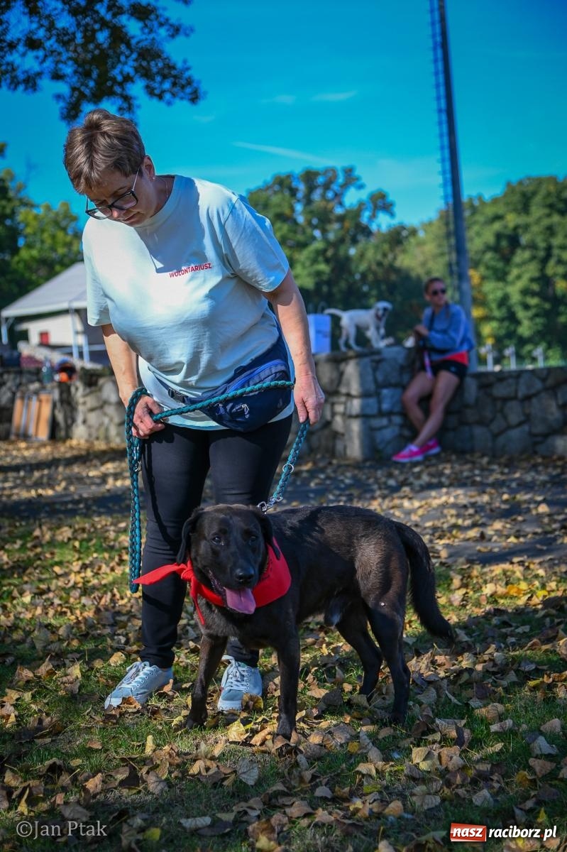 Zdjęcie w galerii na portalu naszraciborz.pl: ZOO-MAR Dogtrekking Racibórz 2026. Sportowa rywalizacja i pomoc dla bezdomnych zwierząt wiadomości z regionu