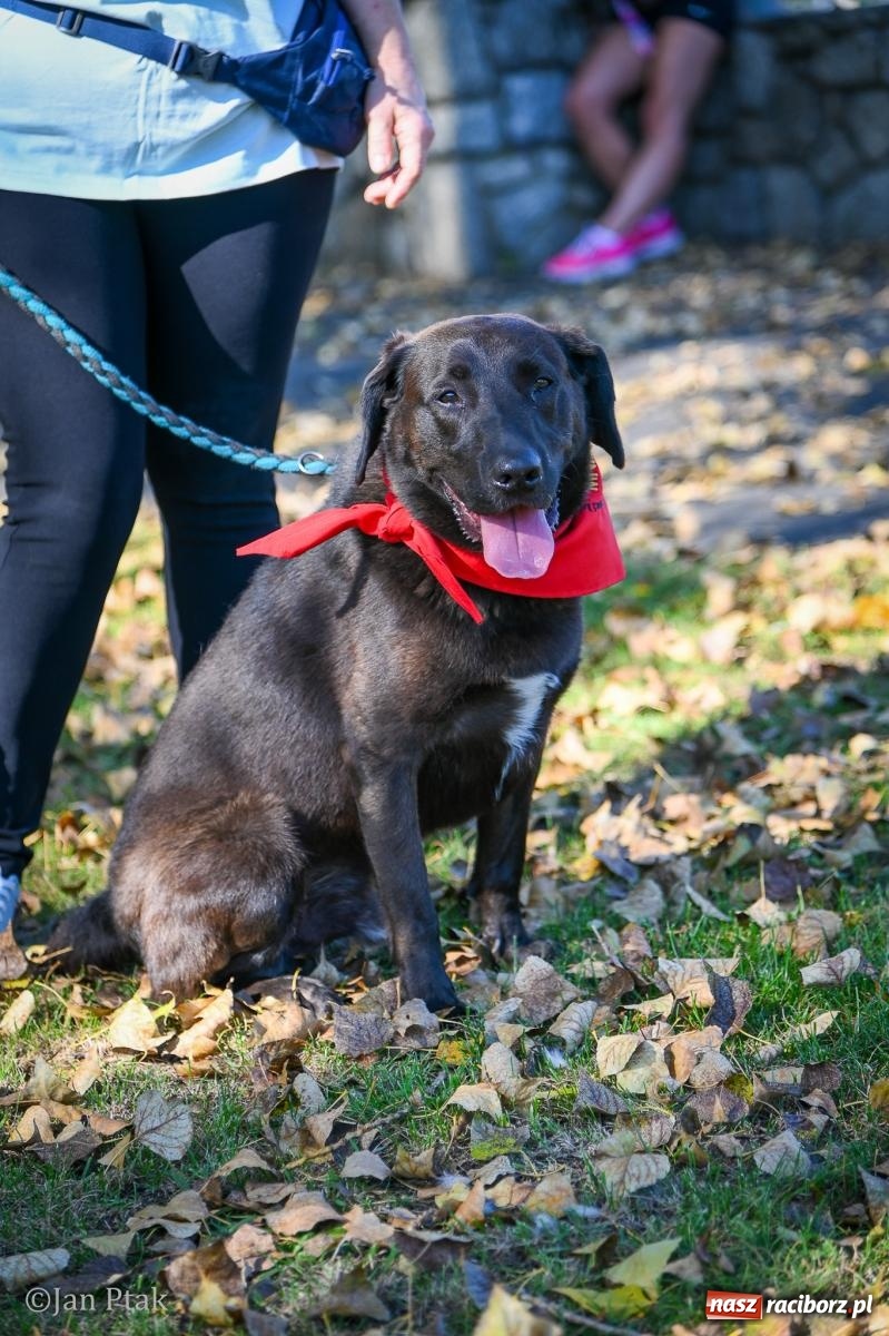 Zdjęcie w galerii na portalu naszraciborz.pl: ZOO-MAR Dogtrekking Racibórz 2026. Sportowa rywalizacja i pomoc dla bezdomnych zwierząt wiadomości z regionu