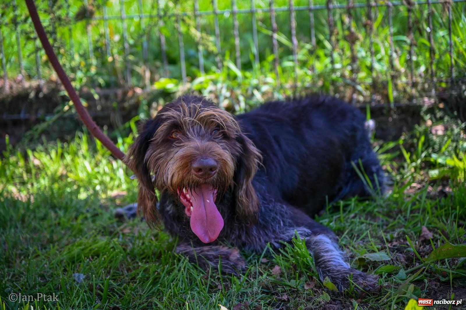 Zdjęcie w galerii na portalu naszraciborz.pl: ZOO-MAR Dogtrekking Racibórz 2026. Sportowa rywalizacja i pomoc dla bezdomnych zwierząt wiadomości z regionu