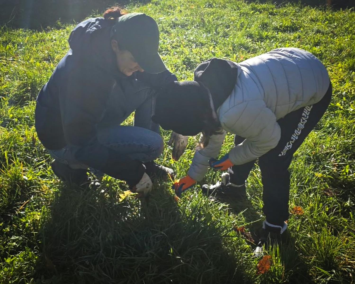 Zdjęcie w galerii na portalu naszraciborz.pl: 5000 krokusów wyrośnie na wiosnę w Arboretum Bramy Morawskiej w Raciborzu wiadomości z regionu