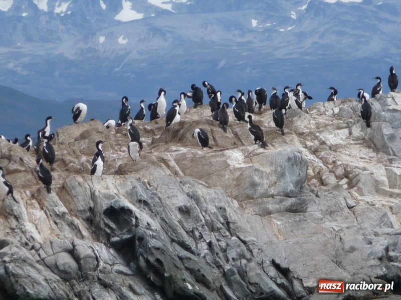 Zdjęcie w galerii na portalu naszraciborz.pl: Z logo Rafako na Hornie wiadomości z regionu