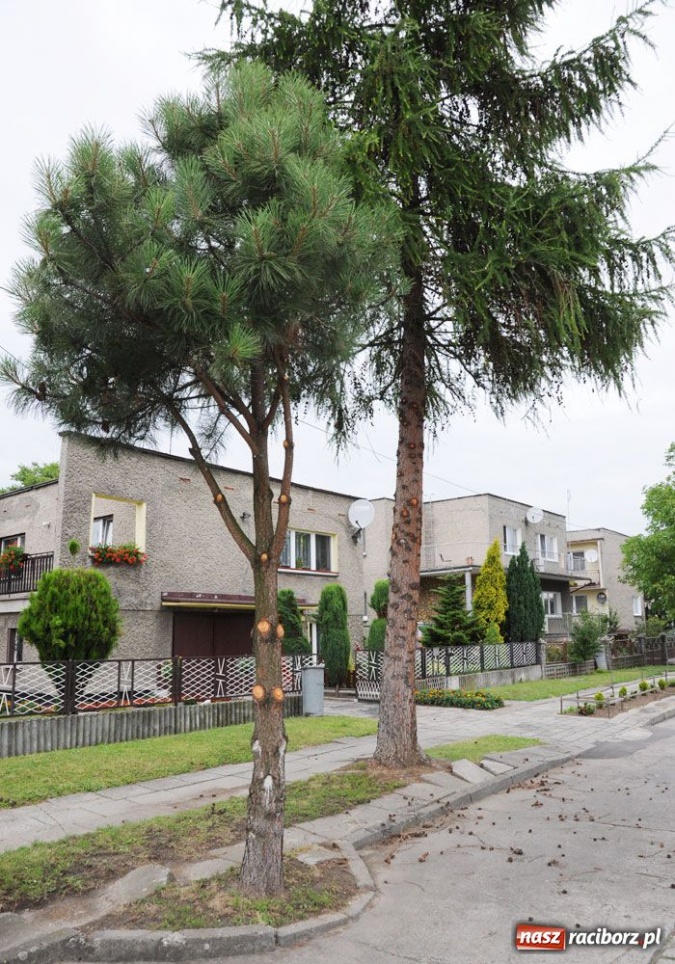 Zdjęcie w galerii na portalu naszraciborz.pl: Przyjechali, obcięli i pojechali wiadomości z regionu