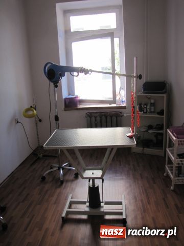 Zdjęcie w galerii na portalu naszraciborz.pl: Psie metamorfozy wiadomości z regionu