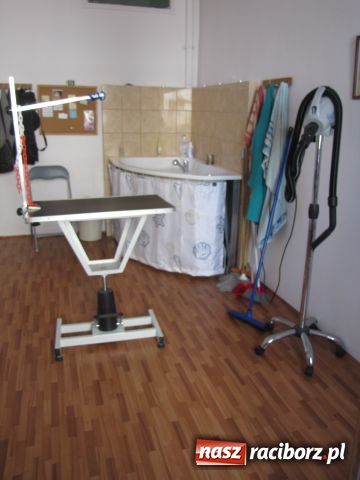 Zdjęcie w galerii na portalu naszraciborz.pl: Psie metamorfozy wiadomości z regionu