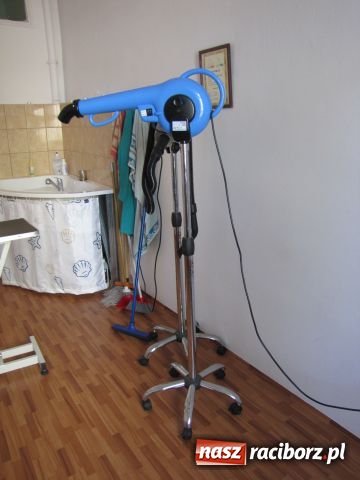 Zdjęcie w galerii na portalu naszraciborz.pl: Psie metamorfozy wiadomości z regionu