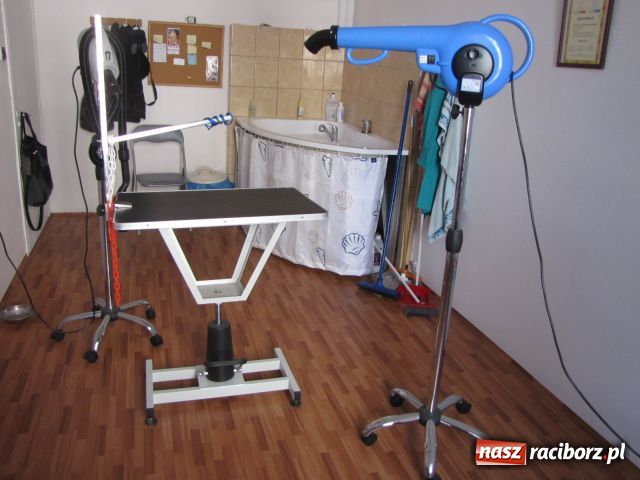 Zdjęcie w galerii na portalu naszraciborz.pl: Psie metamorfozy wiadomości z regionu