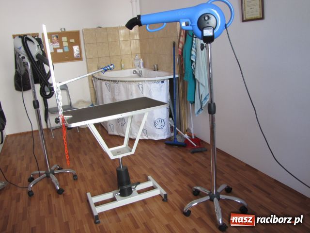 Zdjęcie w galerii na portalu naszraciborz.pl: Psie metamorfozy wiadomości z regionu