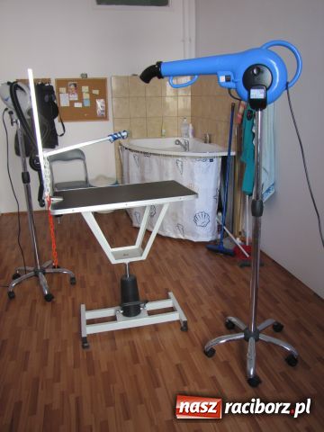 Zdjęcie w galerii na portalu naszraciborz.pl: Psie metamorfozy wiadomości z regionu