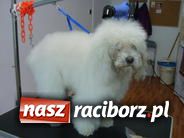 Zdjęcie w galerii na portalu naszraciborz.pl: Psie metamorfozy wiadomości z regionu