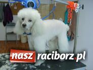 Zdjęcie w galerii na portalu naszraciborz.pl: Psie metamorfozy wiadomości z regionu