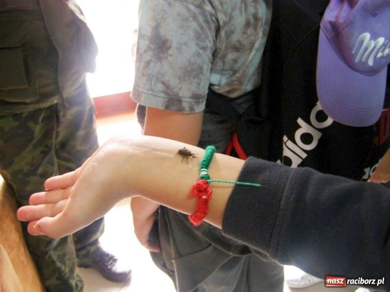 Zdjęcie w galerii na portalu naszraciborz.pl: Wyjazdowy piknik pod baobabem wiadomości z regionu