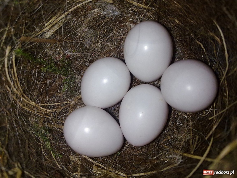 Zdjęcie w galerii na portalu naszraciborz.pl: Kopciuszki polubiły ten balkon wiadomości z regionu