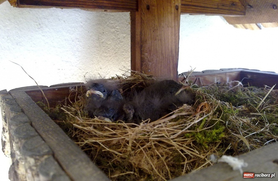 Zdjęcie w galerii na portalu naszraciborz.pl: Kopciuszki polubiły ten balkon wiadomości z regionu