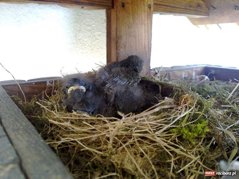 Zdjęcie w galerii na portalu naszraciborz.pl: Kopciuszki polubiły ten balkon wiadomości z regionu