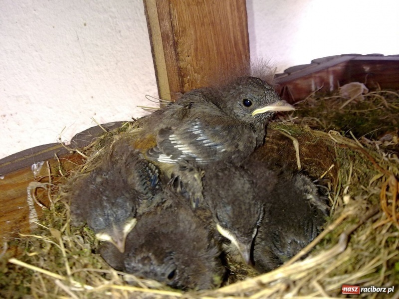 Zdjęcie w galerii na portalu naszraciborz.pl: Kopciuszki polubiły ten balkon wiadomości z regionu