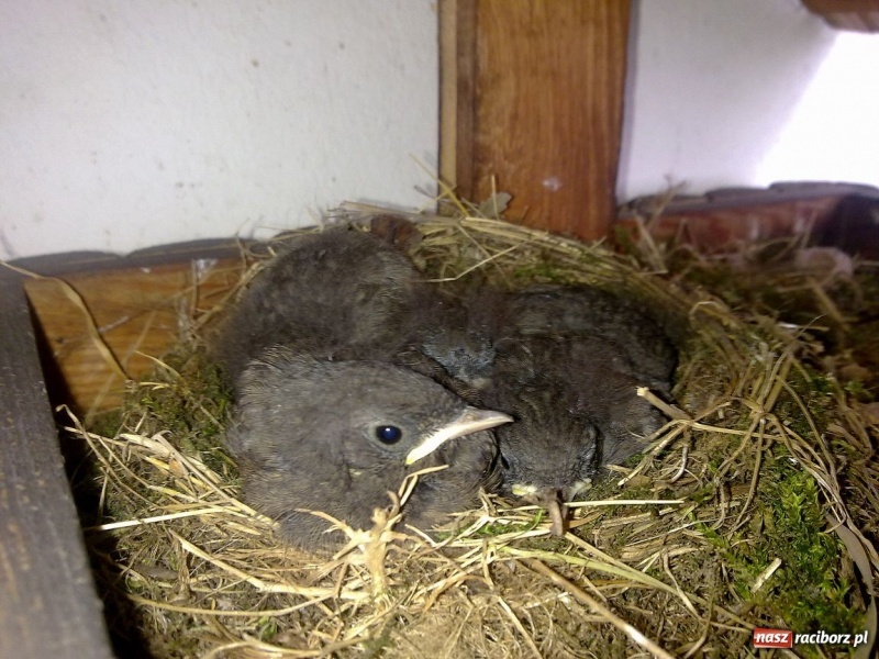 Zdjęcie w galerii na portalu naszraciborz.pl: Kopciuszki polubiły ten balkon wiadomości z regionu