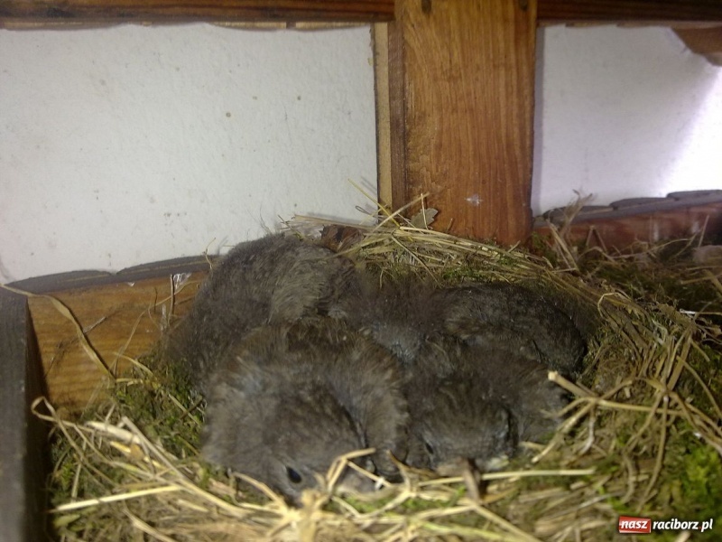 Zdjęcie w galerii na portalu naszraciborz.pl: Kopciuszki polubiły ten balkon wiadomości z regionu