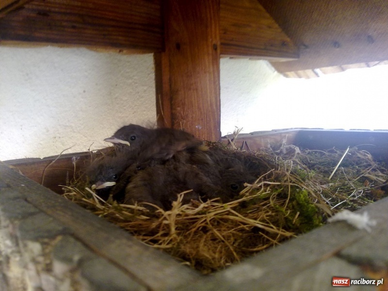 Zdjęcie w galerii na portalu naszraciborz.pl: Kopciuszki polubiły ten balkon wiadomości z regionu