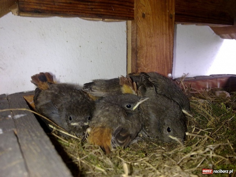 Zdjęcie w galerii na portalu naszraciborz.pl: Kopciuszki polubiły ten balkon wiadomości z regionu