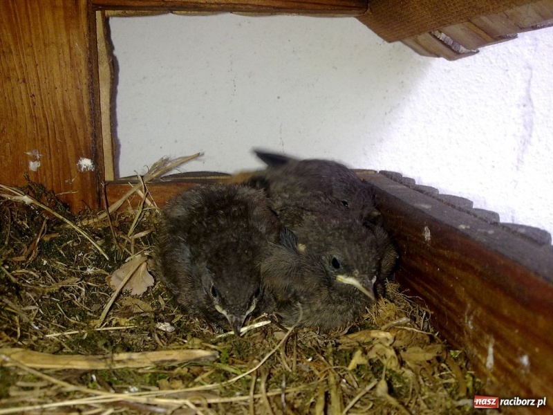 Zdjęcie w galerii na portalu naszraciborz.pl: Kopciuszki polubiły ten balkon wiadomości z regionu