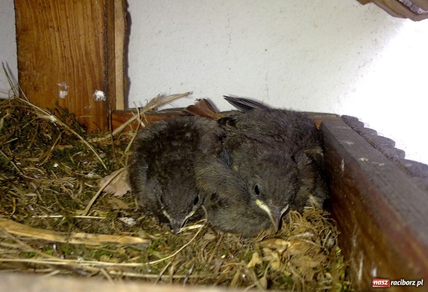 Zdjęcie w galerii na portalu naszraciborz.pl: Kopciuszki polubiły ten balkon wiadomości z regionu