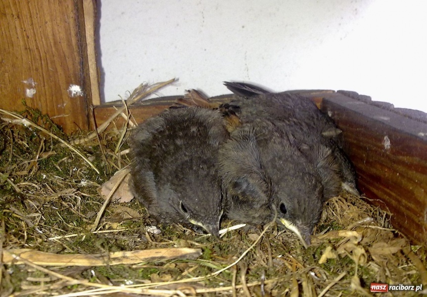 Zdjęcie w galerii na portalu naszraciborz.pl: Kopciuszki polubiły ten balkon wiadomości z regionu