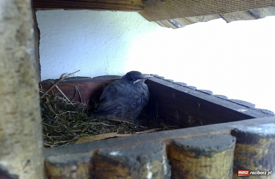 Zdjęcie w galerii na portalu naszraciborz.pl: Kopciuszki polubiły ten balkon wiadomości z regionu