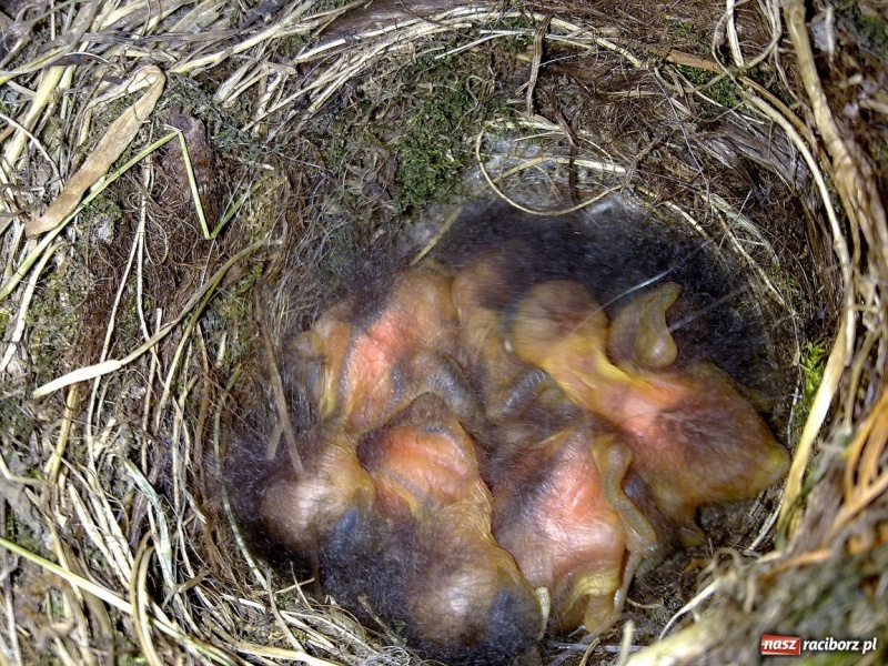 Zdjęcie w galerii na portalu naszraciborz.pl: Kopciuszki polubiły ten balkon wiadomości z regionu