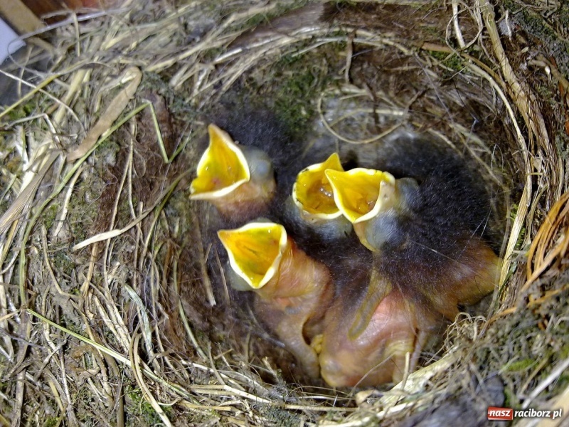 Zdjęcie w galerii na portalu naszraciborz.pl: Kopciuszki polubiły ten balkon wiadomości z regionu