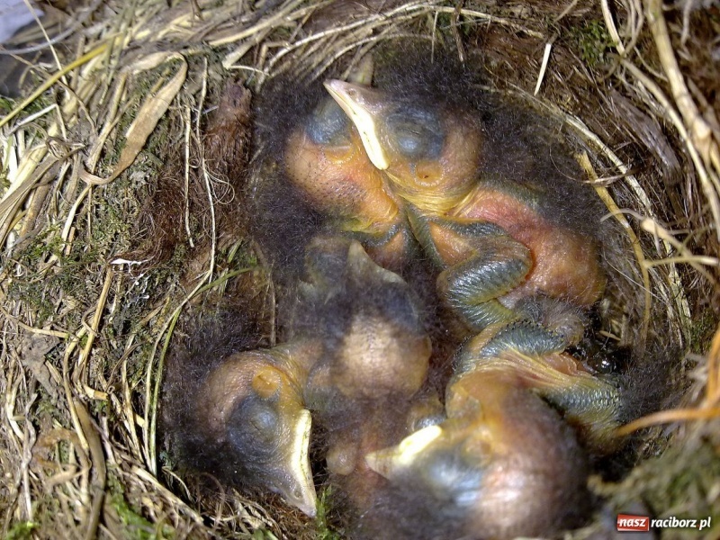 Zdjęcie w galerii na portalu naszraciborz.pl: Kopciuszki polubiły ten balkon wiadomości z regionu