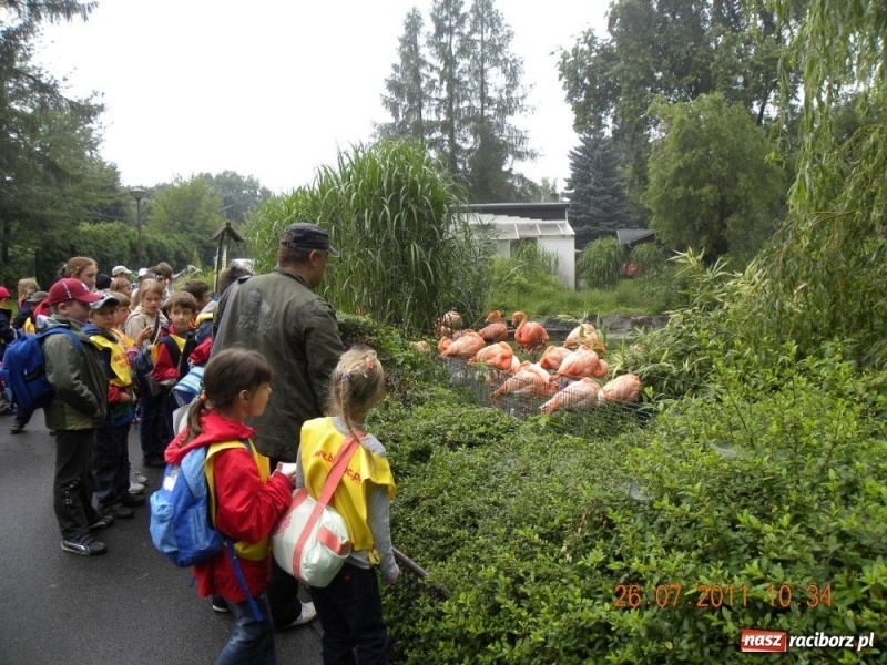 Zdjęcie w galerii na portalu naszraciborz.pl: Ostrawskie safari wiadomości z regionu