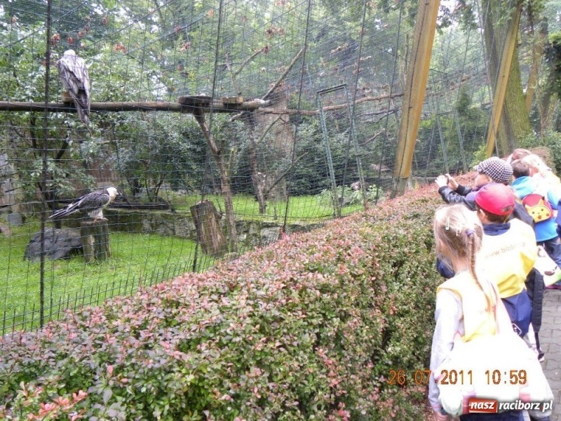 Zdjęcie w galerii na portalu naszraciborz.pl: Ostrawskie safari wiadomości z regionu