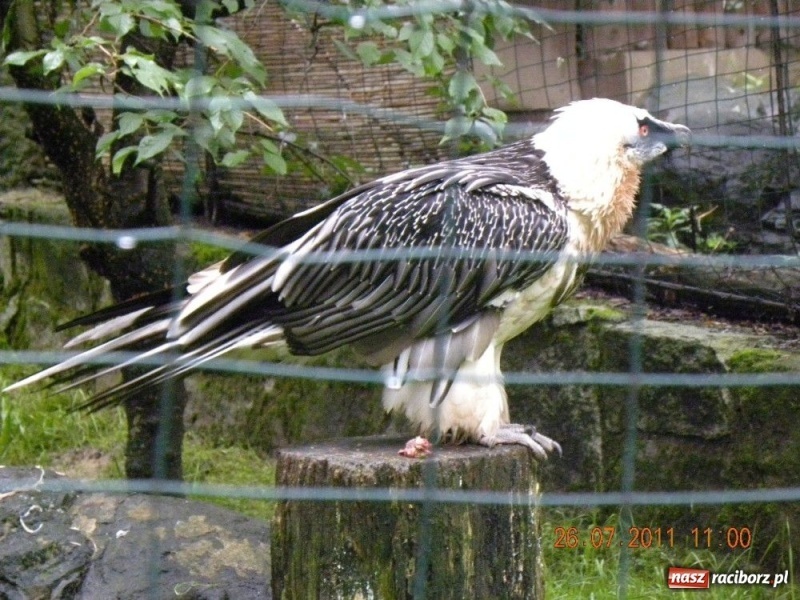 Zdjęcie w galerii na portalu naszraciborz.pl: Ostrawskie safari wiadomości z regionu