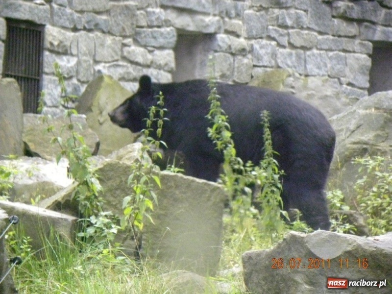 Zdjęcie w galerii na portalu naszraciborz.pl: Ostrawskie safari wiadomości z regionu