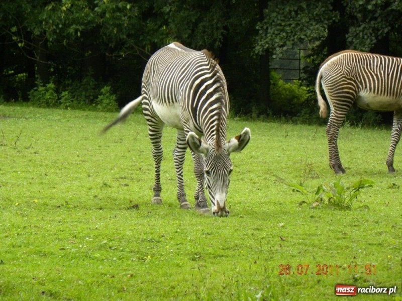 Zdjęcie w galerii na portalu naszraciborz.pl: Ostrawskie safari wiadomości z regionu