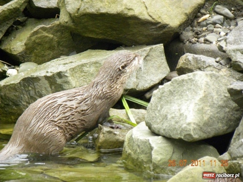 Zdjęcie w galerii na portalu naszraciborz.pl: Ostrawskie safari wiadomości z regionu