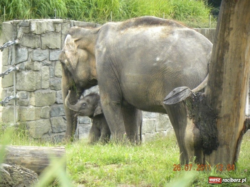 Zdjęcie w galerii na portalu naszraciborz.pl: Ostrawskie safari wiadomości z regionu