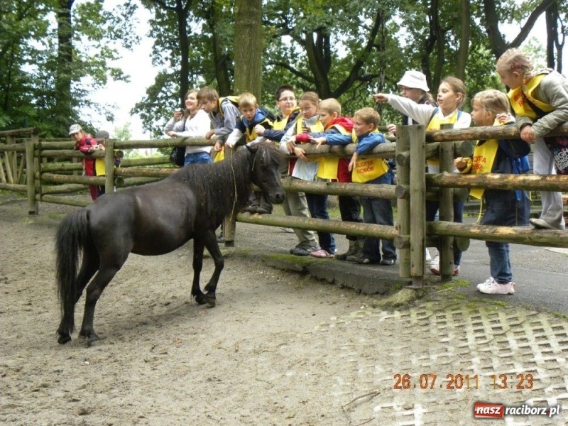 Zdjęcie w galerii na portalu naszraciborz.pl: Ostrawskie safari wiadomości z regionu