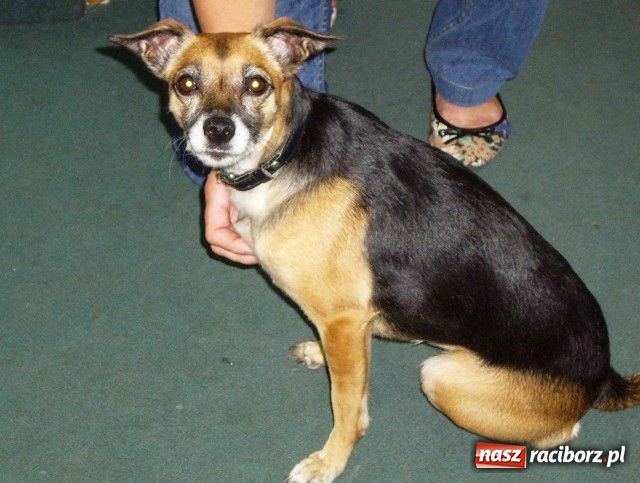 Zdjęcie w galerii na portalu naszraciborz.pl: Zagubiona sunia czeka przy Batorego wiadomości z regionu