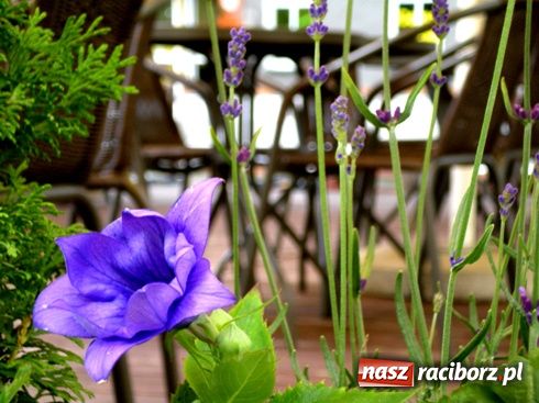 Zdjęcie w galerii na portalu naszraciborz.pl: Strefa Poza Czasem - piękniejsza! wiadomości z regionu