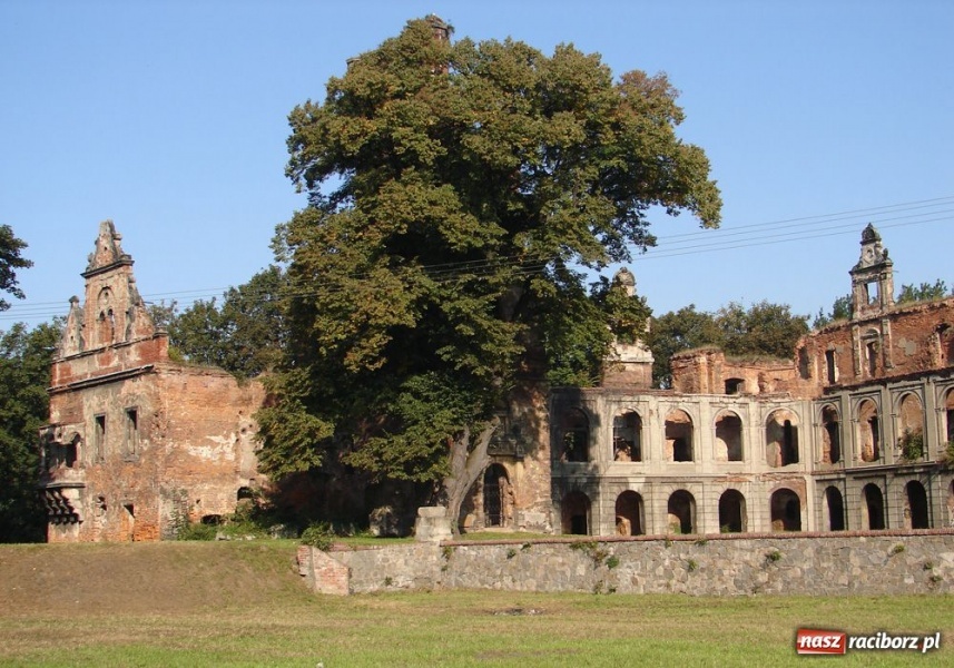 Zdjęcie w galerii na portalu naszraciborz.pl: Tajemnicze gniazdo sowy wiadomości z regionu